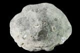 Cretaceous Fossil Sponge (Seliscothon) - Germany #145364-2